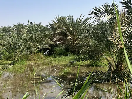 Baharya 2