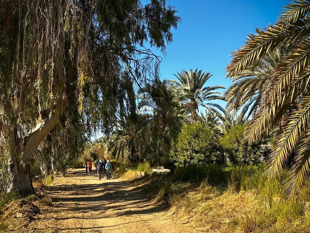 Baharya Oasis 1